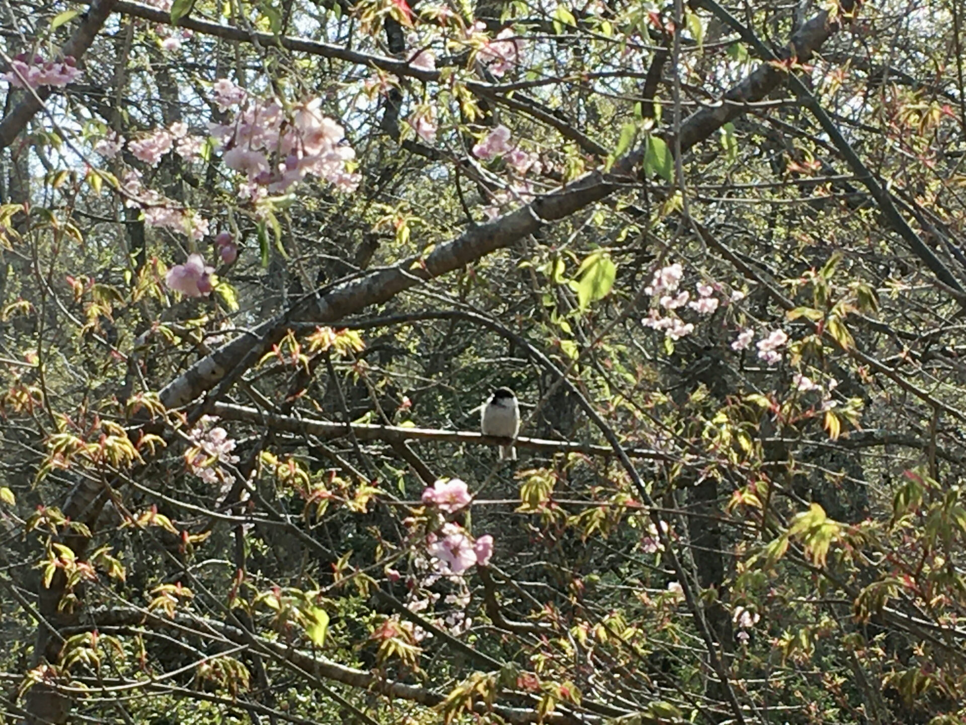 桜花の中のコガラ